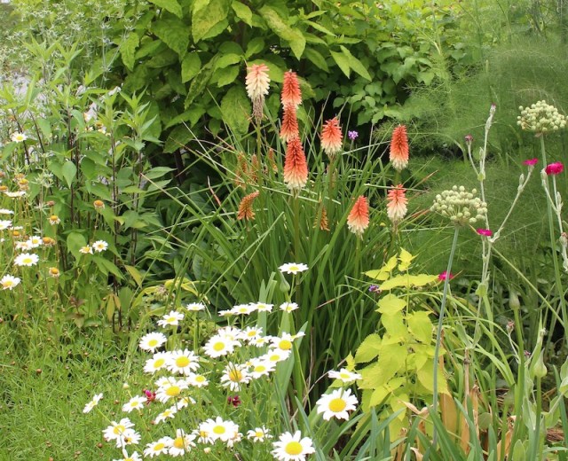 red hot poker kniphofia