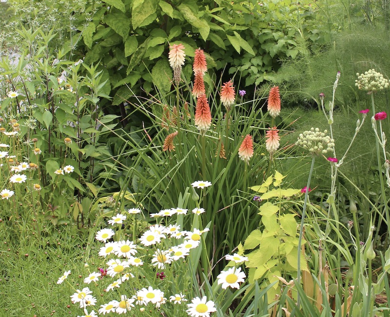 red hot poker kniphofia