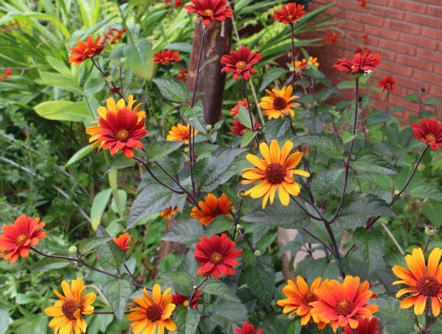 heliopsis bleeding hearts