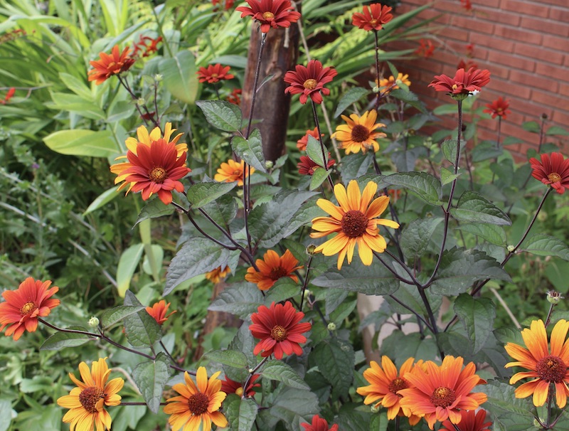 heliopsis bleeding hearts