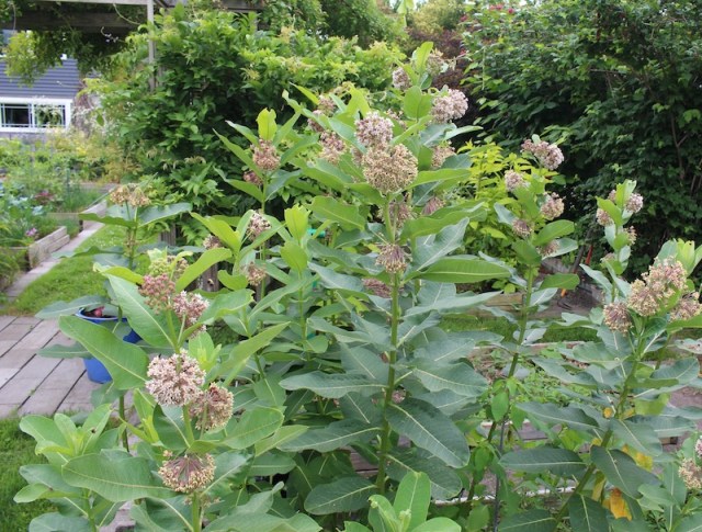 milkweed asclepias syriaca