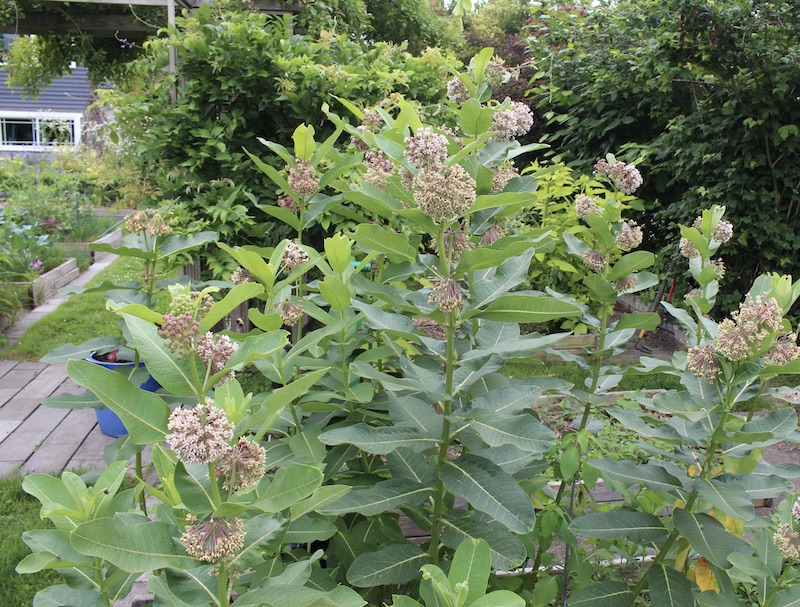 milkweed asclepias syriaca