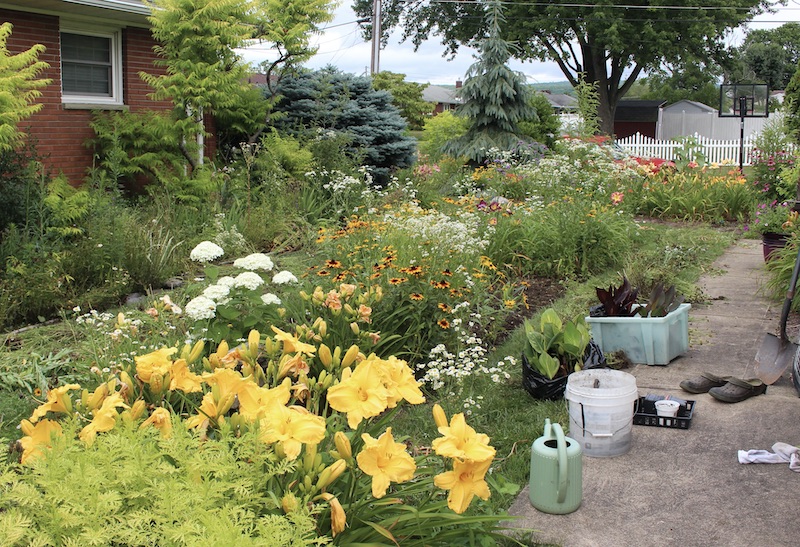 a wild daylily garden