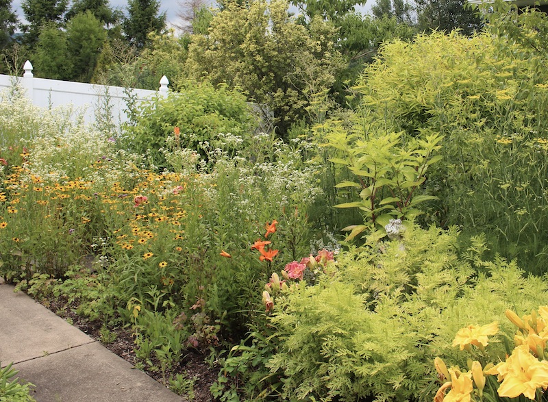 a wild daylily garden