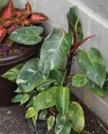 philodendron white princess