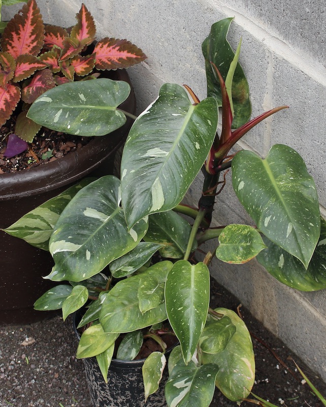 philodendron white princess