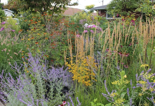 summer perennial border