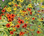 rudbeckia prairie glow