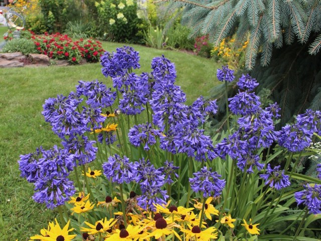 hardy agapanthus blue yonder