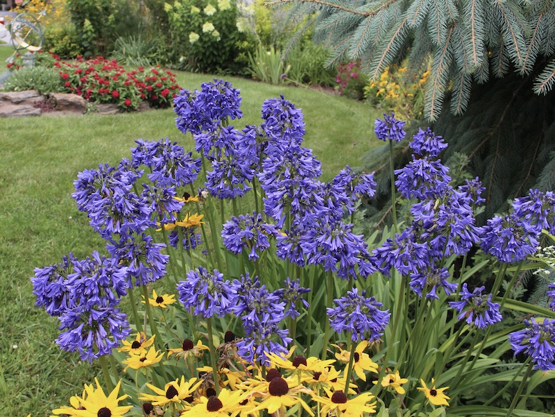 hardy agapanthus blue yonder