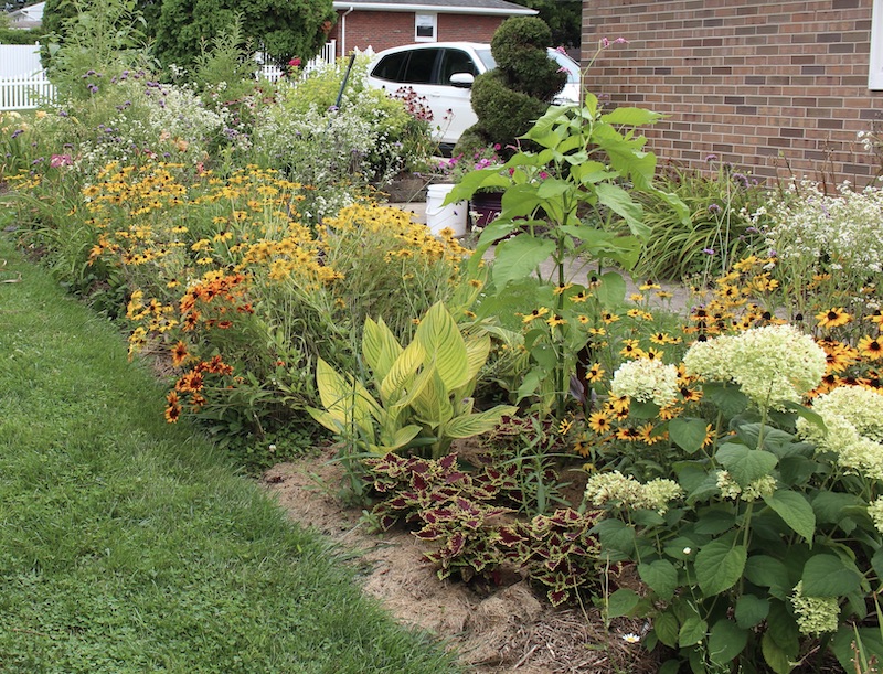 summer perennial border