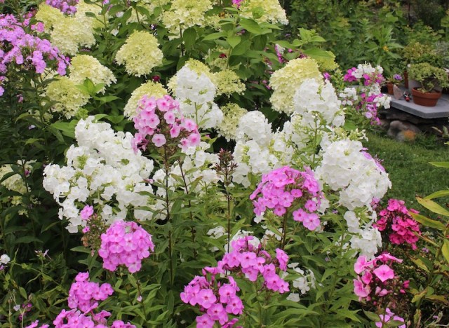 summer phlox border