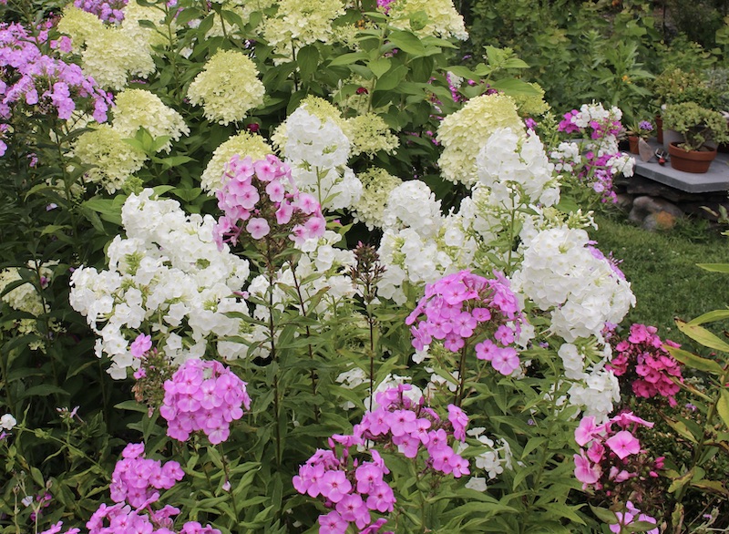 summer phlox border