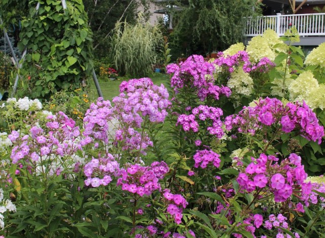 summer phlox border