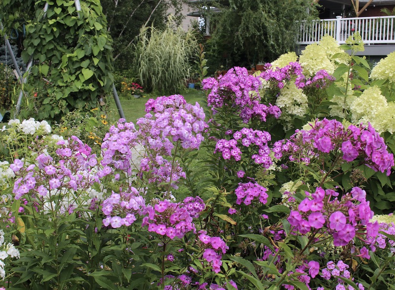 summer phlox border