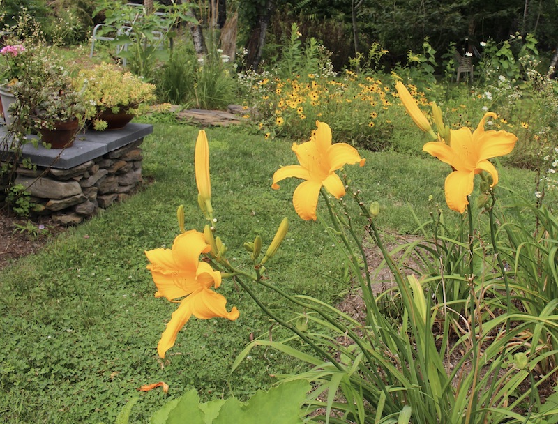 daylily jersey spider