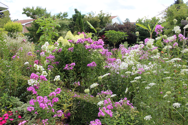 summer phlox border