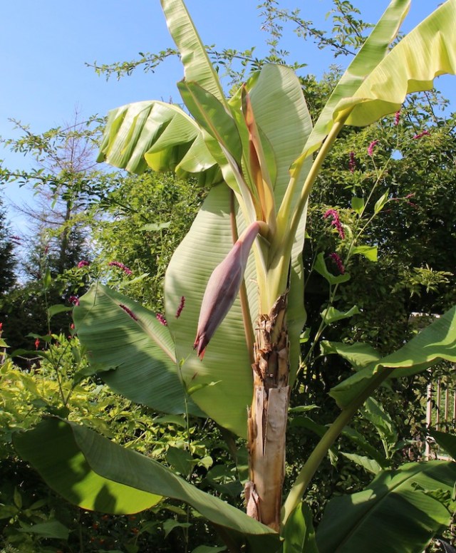 icecream banana flowering pennsylvania