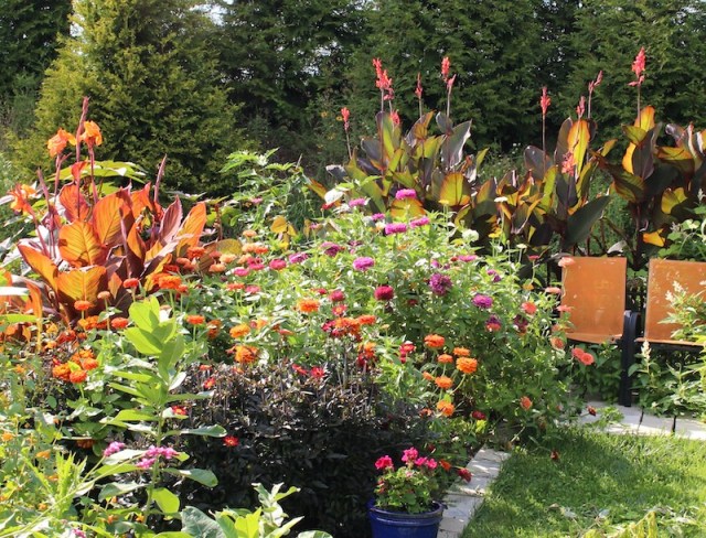 summer canna tropicanna