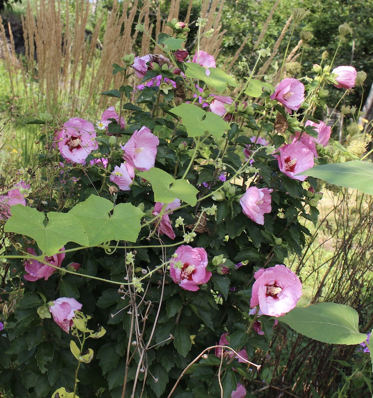 rose of sharon ruffled satin