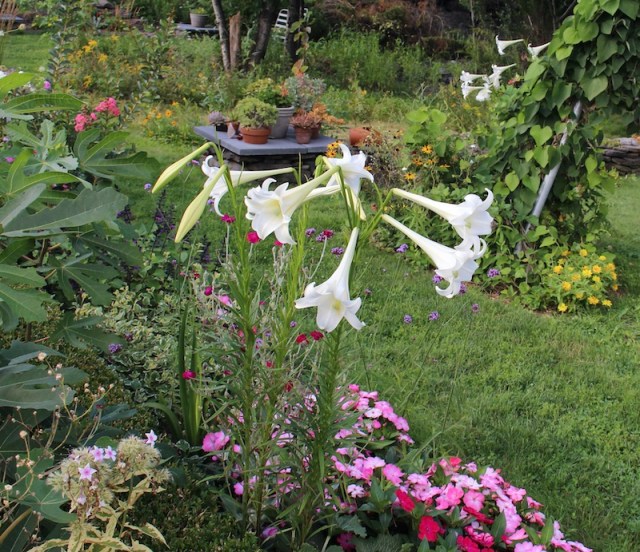 lilium formosanum