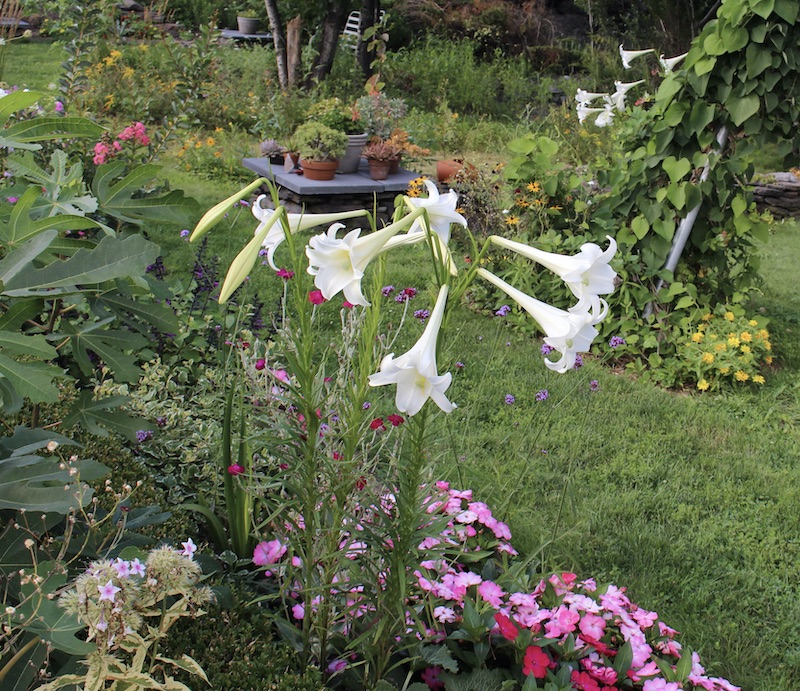 lilium formosanum
