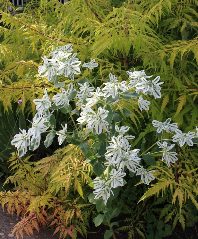 euphorbia marginata snow in summer