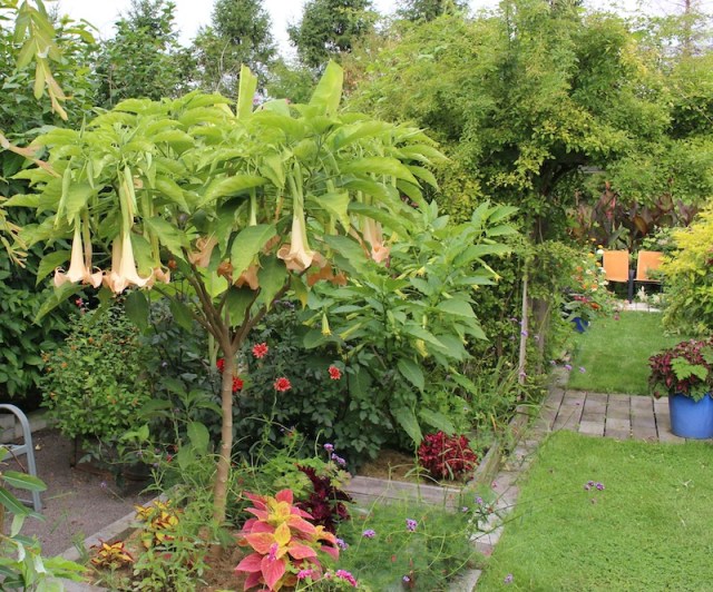 brugmansia angel trumpet