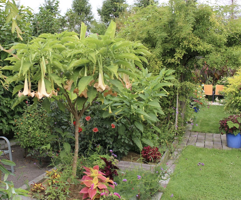 brugmansia angel trumpet