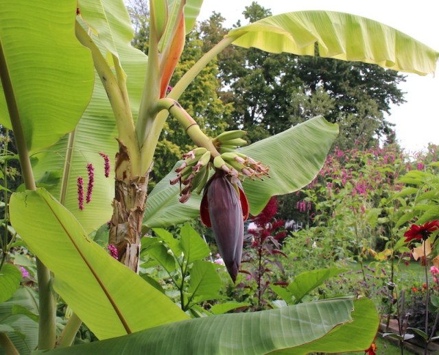 icecream banana flowering