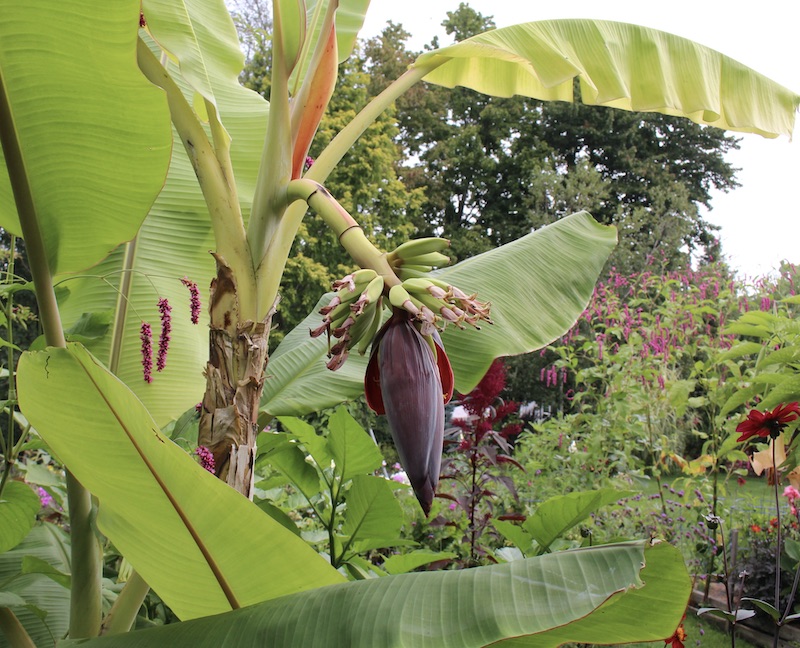icecream banana flowering