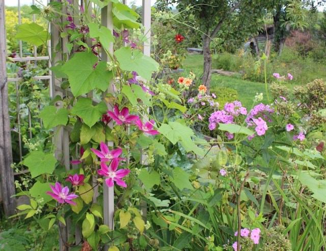 summer potager