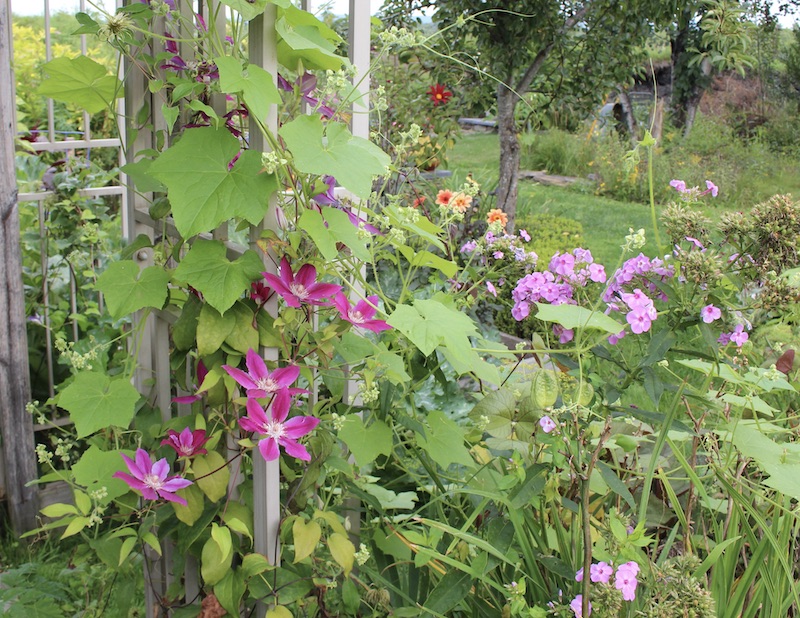 summer potager