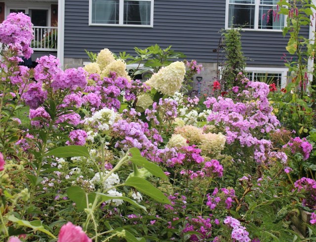 summer phlox border