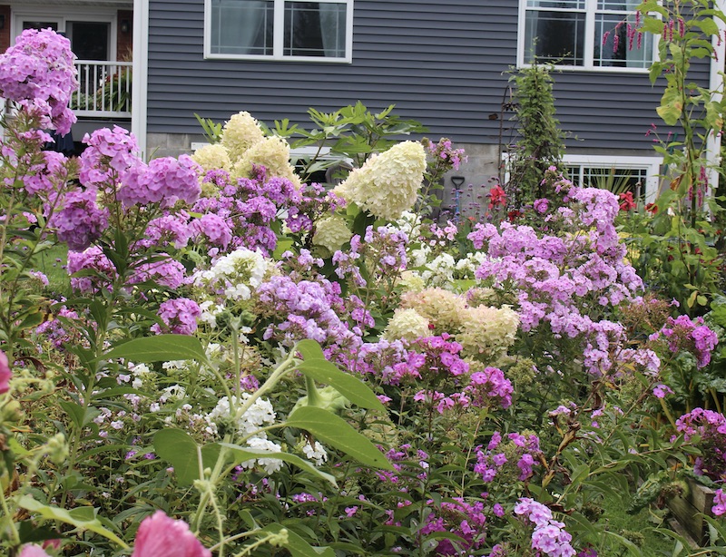 summer phlox border