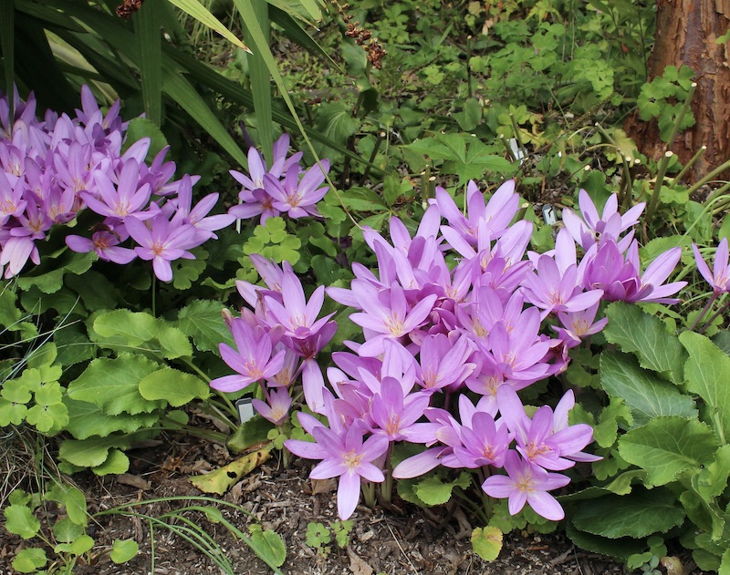 colchicum nancy lindsay
