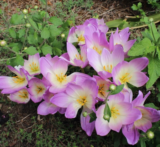 colchicum autumn herald