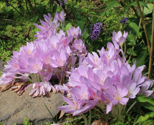 colchicum xbyzantinum