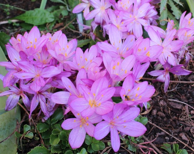 colchicum cilicicum