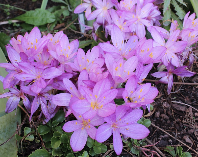 colchicum cilicicum