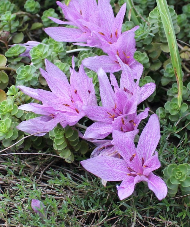colchicum x agrippinum