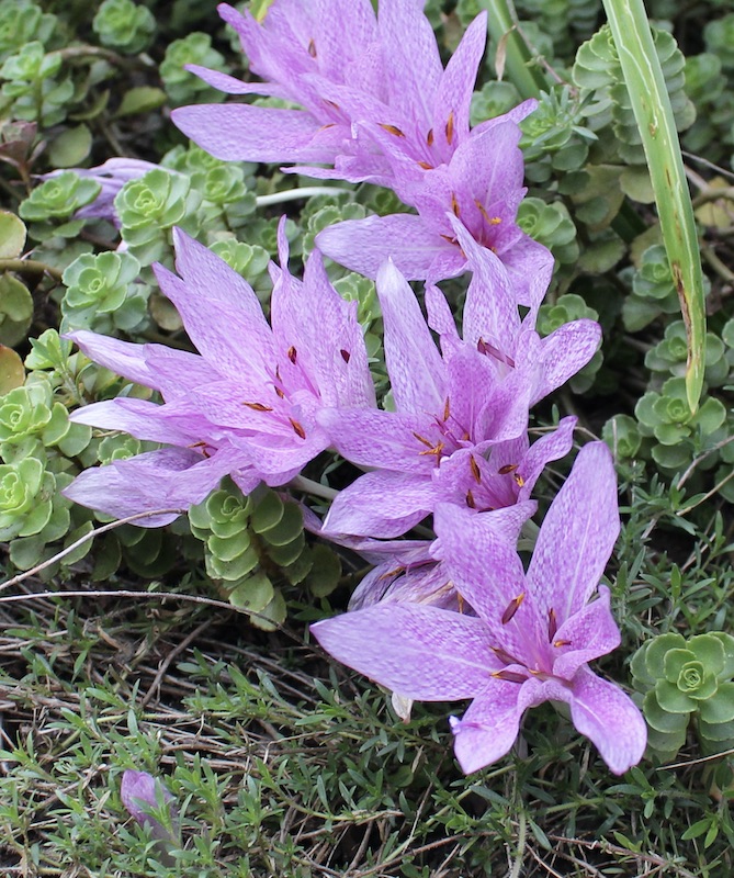 colchicum x agrippinum