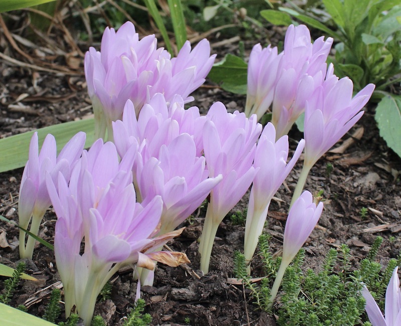 colchicum spartacus