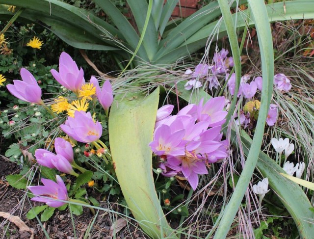 garden colchicum autumn crocus
