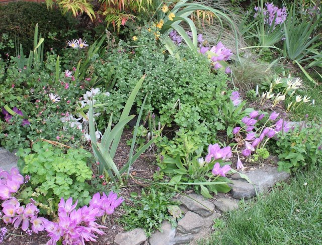 garden colchicum autumn crocus