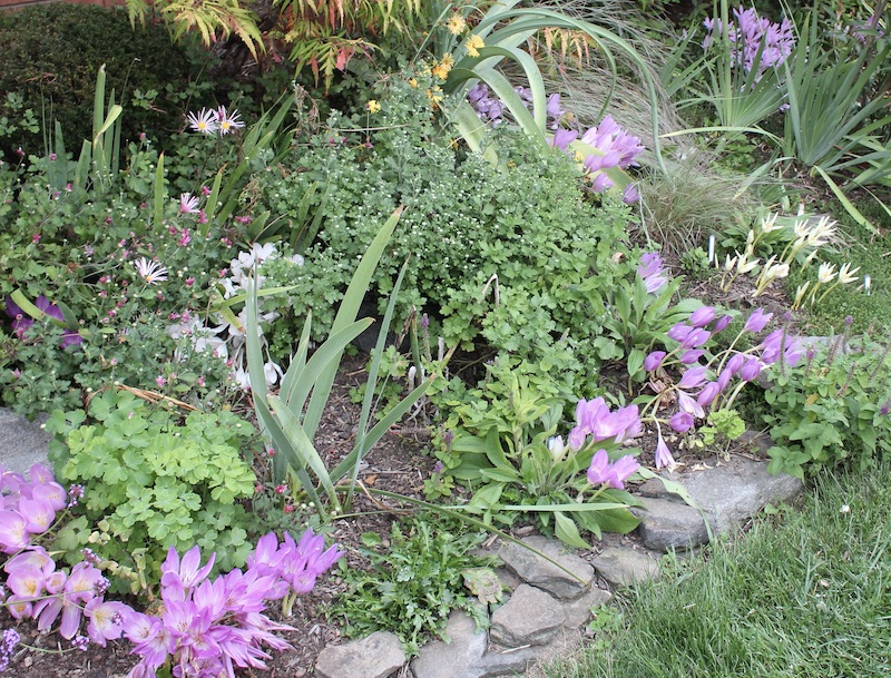 garden colchicum autumn crocus